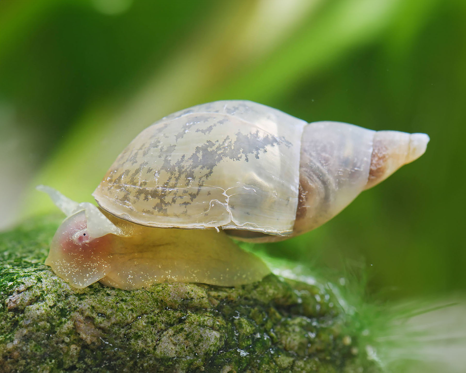 Pointed Mud Snail (Lymnaea stagnalis)